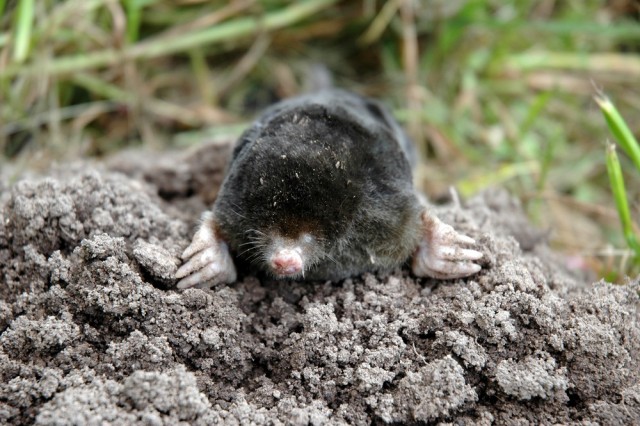 Kret europejski i kopiec ziemi w ogrodzie