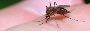 Odkomarzanie -  
Uciążliwe komary jak się ich pozbyć? Na ratunek profesjonalne odkomarzanie!
 
Komary to owady, które uprzykrzają letnie, plenerowe imprezy swoim...